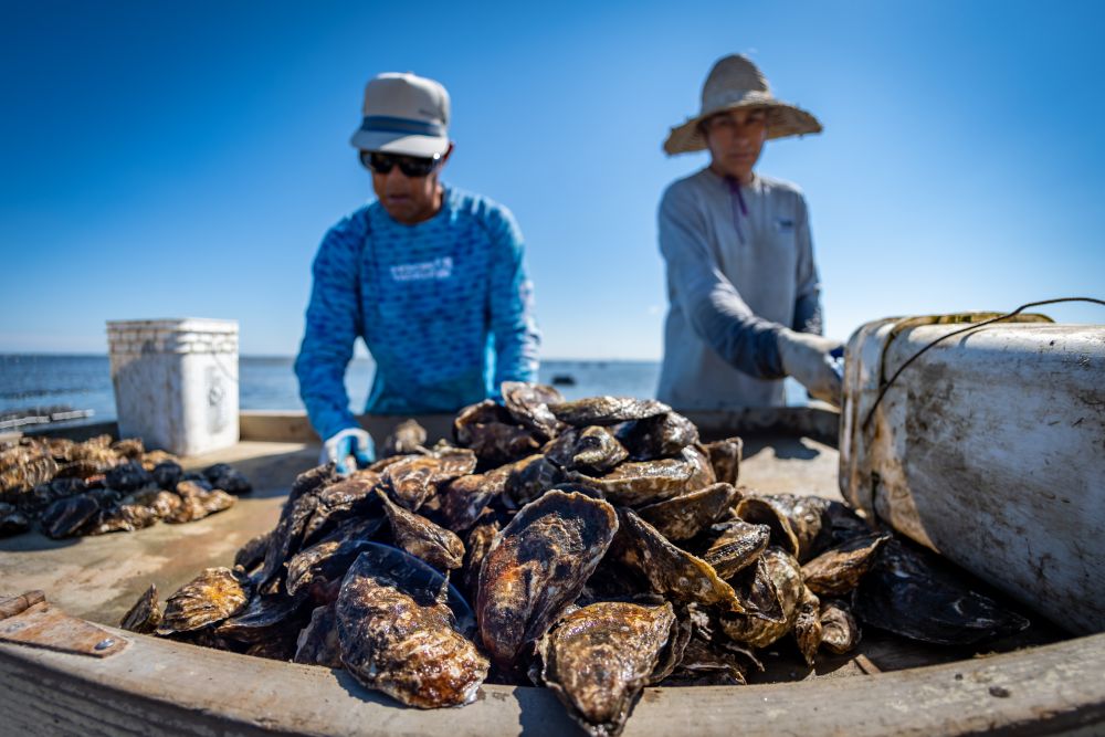 The Blue Point Oyster  – An Original Documentary