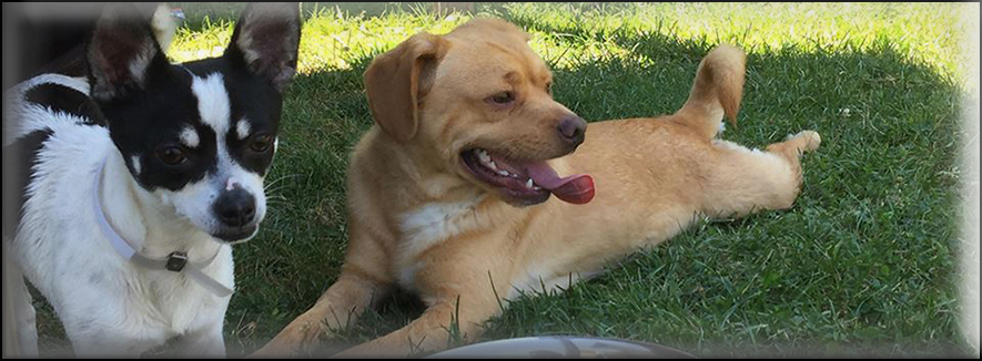 A puppy lying in the grass with a rope toy, a beam of sun from over his left shoulder
