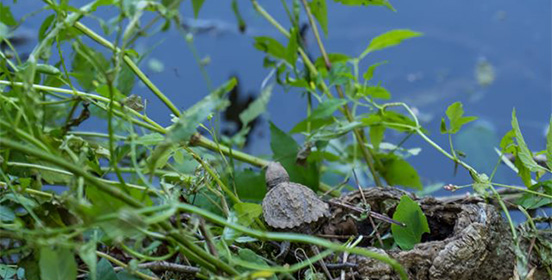 a newly hatched snapping turtle makes its way into the water 