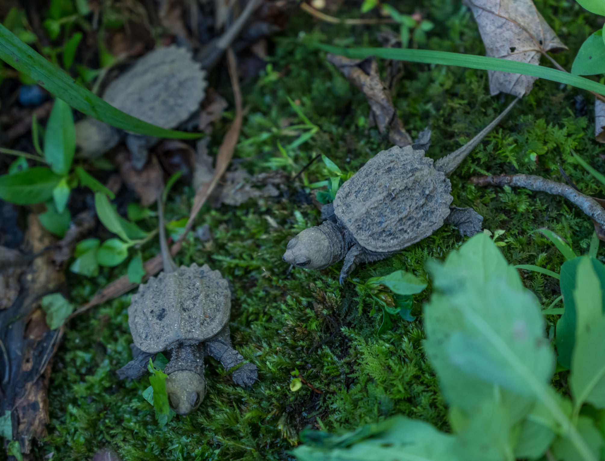 baby turtles make their way to the water after being released