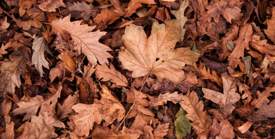 A closeup image of a pile of leaves.