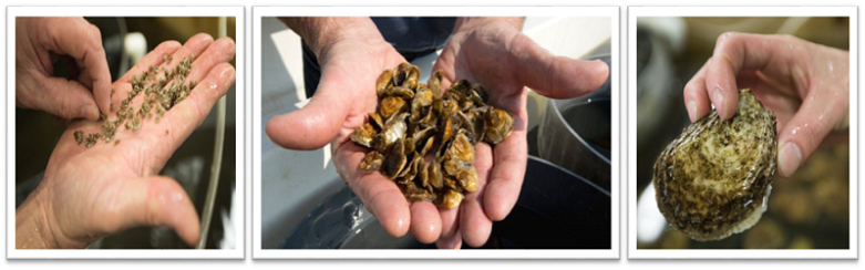 3 images side by side, the first with an open palm and sand, the second with hands cupped and tiny shells, the third with a fullgrown adult oyster pinched between 3 fingers