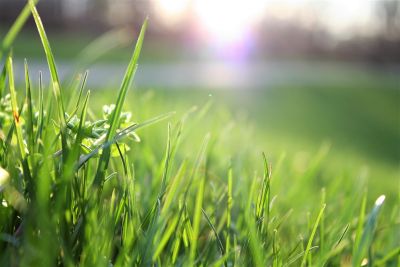 Close up on grass