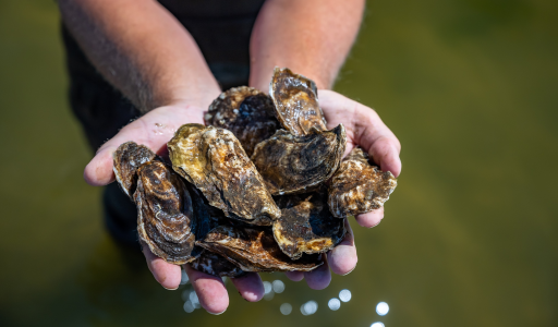 Hands held out holding oysters with lens flare light hitting the foreground as if tiny pearls