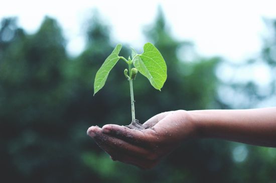 green plant growing in palm of hand