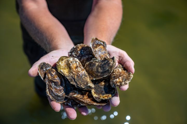 Islip Shellfish Restoration Program 