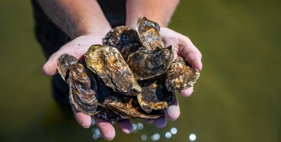 hands holding up clams