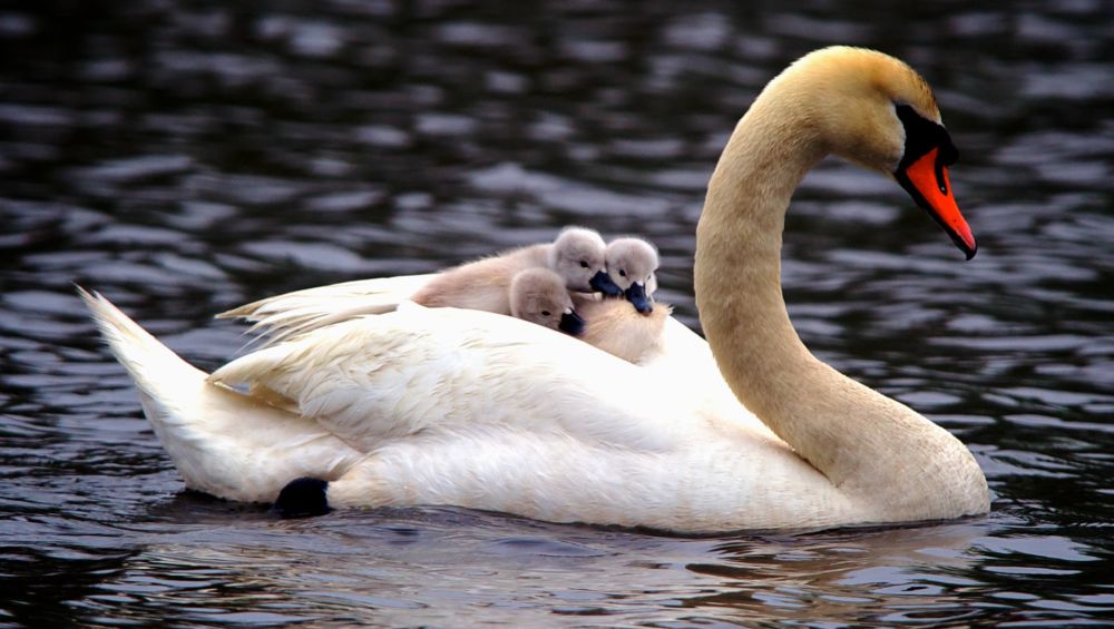 A swan with vibrant orange beak sails left to right in the water with 3 babies perched on her back, enjoying the ride with their mother.