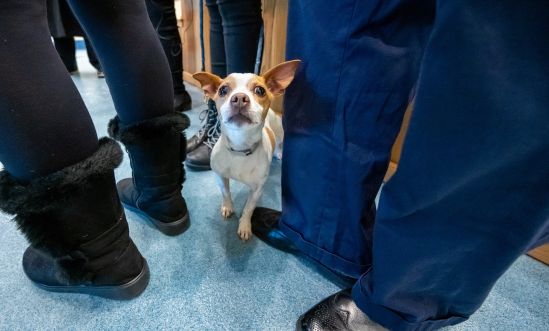 Small puppy stands among the feet of the big folk