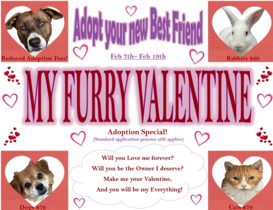 Animal Shelter Celebrates Valentine's Day With Reduced Adoption Rates