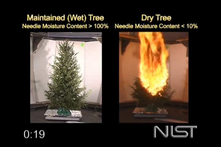 Dry Tree vs. High Moisture Tree Fire