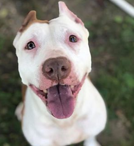 A smiling picture of 5 year old pit mix Sadie, up for adoption.